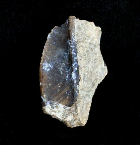 Kritosaurus (Hadrosaur) Tooth - Two Medicine Formation #3864